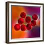 Macro of Red Engine Oil Drops on Water Surface with Colorful Blured Background-Abstract Oil Work-Framed Photographic Print