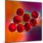 Macro of Red Engine Oil Drops on Water Surface with Colorful Blured Background-Abstract Oil Work-Mounted Photographic Print