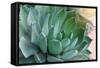 Macro of Succulent Plant in the Desert-kenny001-Framed Stretched Canvas