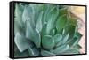 Macro of Succulent Plant in the Desert-kenny001-Framed Stretched Canvas