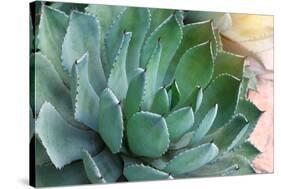 Macro of Succulent Plant in the Desert-kenny001-Stretched Canvas