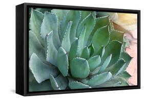 Macro of Succulent Plant in the Desert-kenny001-Framed Stretched Canvas