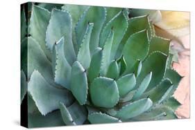 Macro of Succulent Plant in the Desert-kenny001-Stretched Canvas