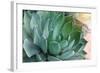 Macro of Succulent Plant in the Desert-kenny001-Framed Photographic Print