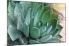 Macro of Succulent Plant in the Desert-kenny001-Mounted Photographic Print