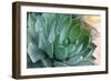 Macro of Succulent Plant in the Desert-kenny001-Framed Photographic Print