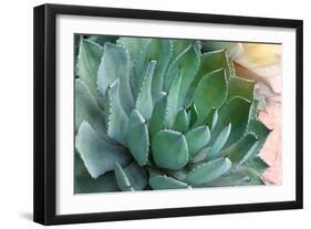 Macro of Succulent Plant in the Desert-kenny001-Framed Photographic Print