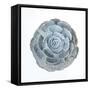 Macro of Succulent Plant-kenny001-Framed Stretched Canvas