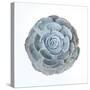 Macro of Succulent Plant-kenny001-Stretched Canvas