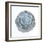 Macro of Succulent Plant-kenny001-Framed Photographic Print