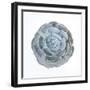 Macro of Succulent Plant-kenny001-Framed Photographic Print