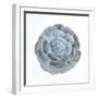 Macro of Succulent Plant-kenny001-Framed Photographic Print