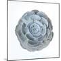 Macro of Succulent Plant-kenny001-Mounted Photographic Print