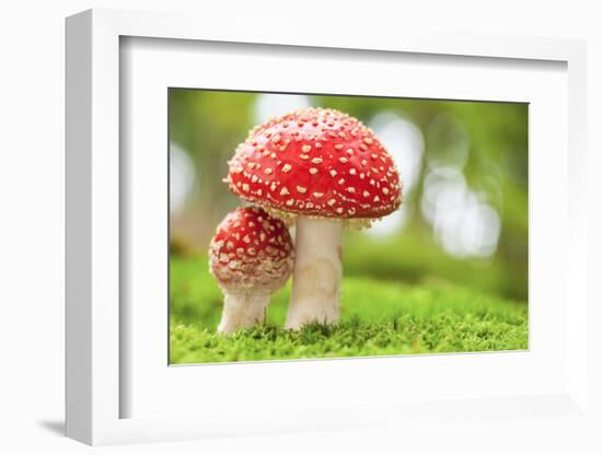 Macro Photo of Amanita Muscaria in Forest-Jag_cz-Framed Photographic Print