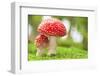 Macro Photo of Amanita Muscaria in Forest-Jag_cz-Framed Photographic Print