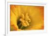 Macro Photo of Daffodil Stamen-Andrew Williams-Framed Photographic Print