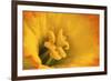 Macro Photo of Daffodil Stamen-Andrew Williams-Framed Photographic Print