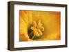 Macro Photo of Daffodil Stamen-Andrew Williams-Framed Photographic Print