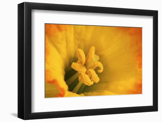 Macro Photo of Daffodil Stamen-Andrew Williams-Framed Photographic Print