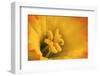 Macro Photo of Daffodil Stamen-Andrew Williams-Framed Photographic Print