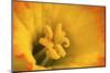 Macro Photo of Daffodil Stamen-Andrew Williams-Mounted Photographic Print