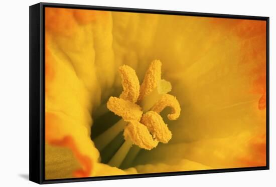 Macro Photo of Daffodil Stamen-Andrew Williams-Framed Stretched Canvas