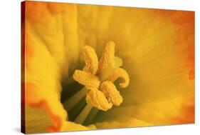 Macro Photo of Daffodil Stamen-Andrew Williams-Stretched Canvas