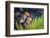 Macro Photo of Orange-Cap Boletus on Wooden Backfround. Wild Mushroom. Leccinum Aurantiacum.-NaturePhotography-Framed Photographic Print