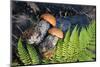 Macro Photo of Orange-Cap Boletus on Wooden Backfround. Wild Mushroom. Leccinum Aurantiacum.-NaturePhotography-Mounted Photographic Print