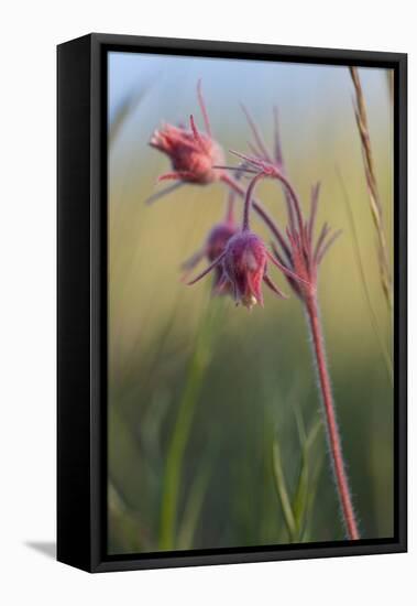 Macro Photo of Prairie Flowers in Montana-James White-Framed Stretched Canvas