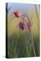 Macro Photo of Prairie Flowers in Montana-James White-Stretched Canvas