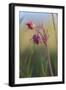 Macro Photo of Prairie Flowers in Montana-James White-Framed Photographic Print