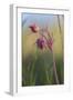 Macro Photo of Prairie Flowers in Montana-James White-Framed Photographic Print