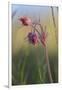 Macro Photo of Prairie Flowers in Montana-James White-Framed Photographic Print