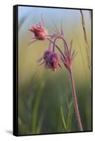 Macro Photo of Prairie Flowers in Montana-James White-Framed Stretched Canvas