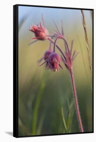 Macro Photo of Prairie Flowers in Montana-James White-Framed Stretched Canvas