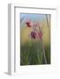 Macro Photo of Prairie Flowers in Montana-James White-Framed Photographic Print