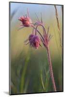 Macro Photo of Prairie Flowers in Montana-James White-Mounted Photographic Print