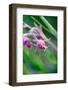 Macro Photo of Prairie Flowers in Montana-James White-Framed Photographic Print