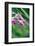 Macro Photo of Prairie Flowers in Montana-James White-Framed Photographic Print