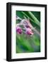 Macro Photo of Prairie Flowers in Montana-James White-Framed Photographic Print