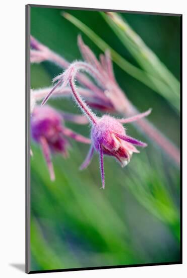 Macro Photo of Prairie Flowers in Montana-James White-Mounted Photographic Print