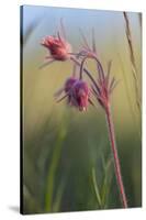 Macro Photo of Prairie Flowers in Montana-James White-Stretched Canvas