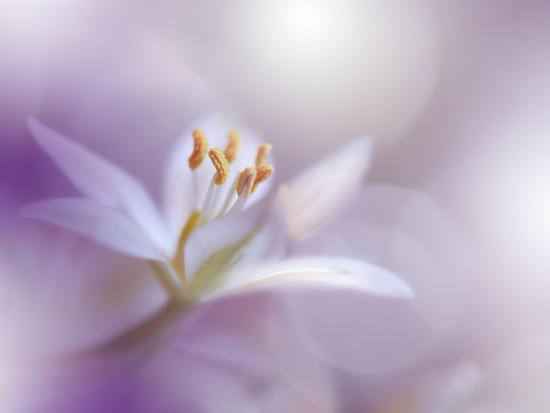 Photo, , large