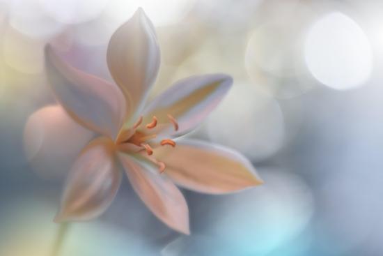 Photo, , large