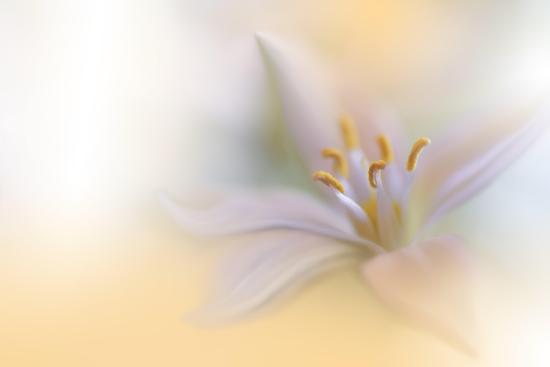 Photo, , large