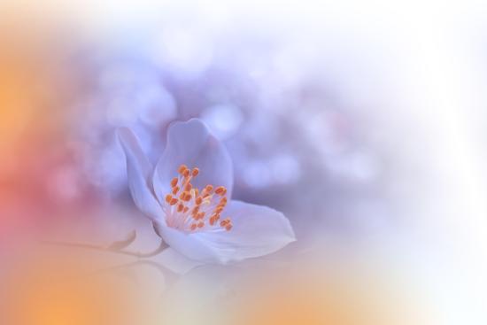 Photo, , large