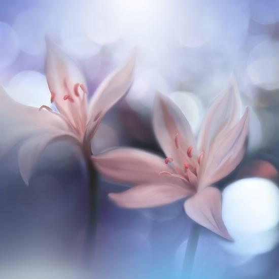 Photo, , large