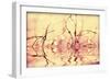 Macro Reflections-Incredi-Framed Giclee Print