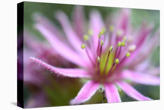 Macro Sempervivum Montanum-Christian Platzer-Stretched Canvas